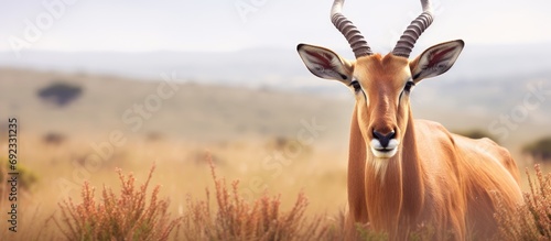 Addo Elephant National Park is home to a male Red Hartebeest. photo
