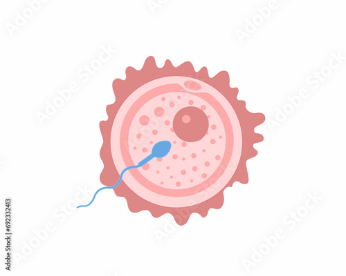 Human fertilization process human egg and sperm human reproduction system vector illustration.
