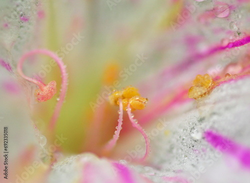 Das Innere einer Wunderblumenblüte mit Tautropfen am Morgen photo