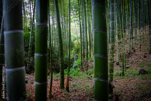 peering through a dense bamboo forest in the rain