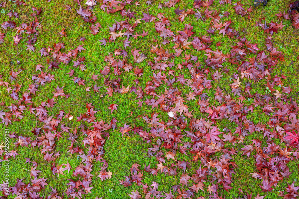 red Japanese maple leaves on vibrant green moss
