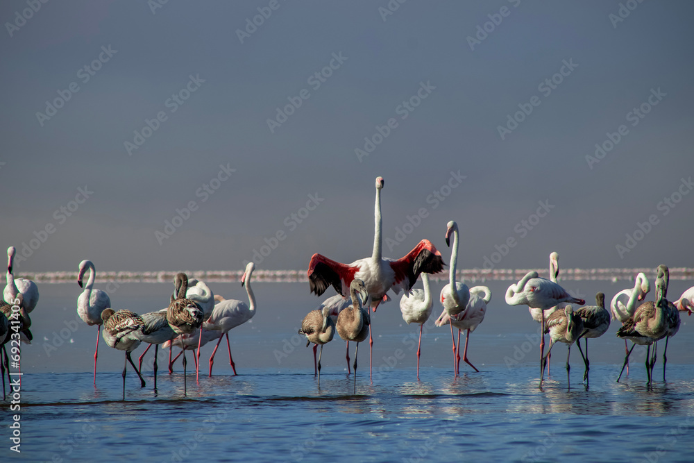 Fototapeta premium Wild african birds. Group birds of pink african flamingos walking around the blue lagoon on a sunny day