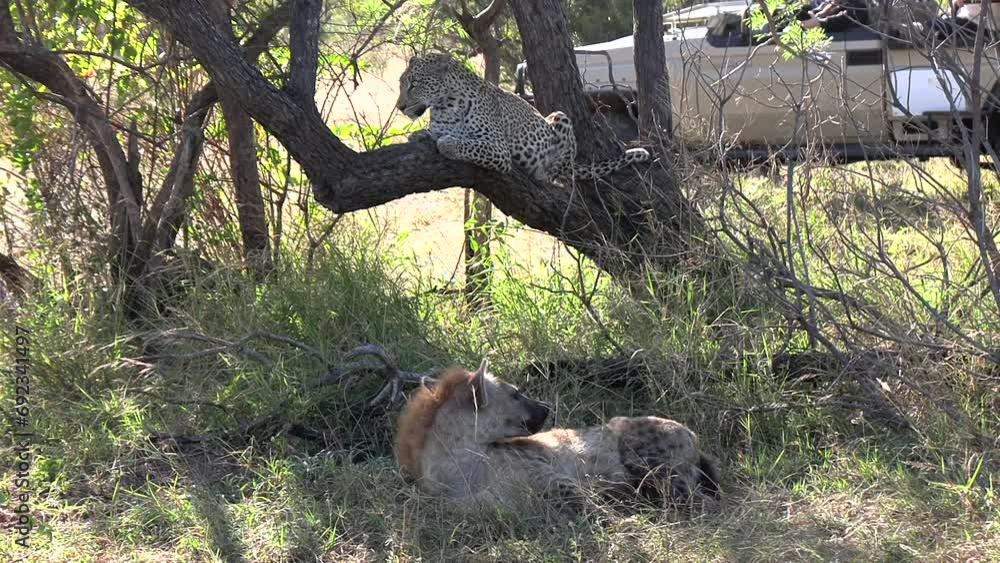 Hyena and Leopard Encounter in African Safari Park Hyena and Leopard Encounter in African Safari Park