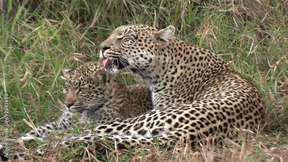 Leopard Grooms Cub While Laying in the Grass Leopard Grooms Cub While Laying in the Grass
