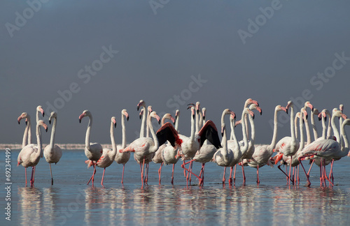 Wild african birds. Group birds of pink african flamingos walking around the blue lagoon on a sunny day