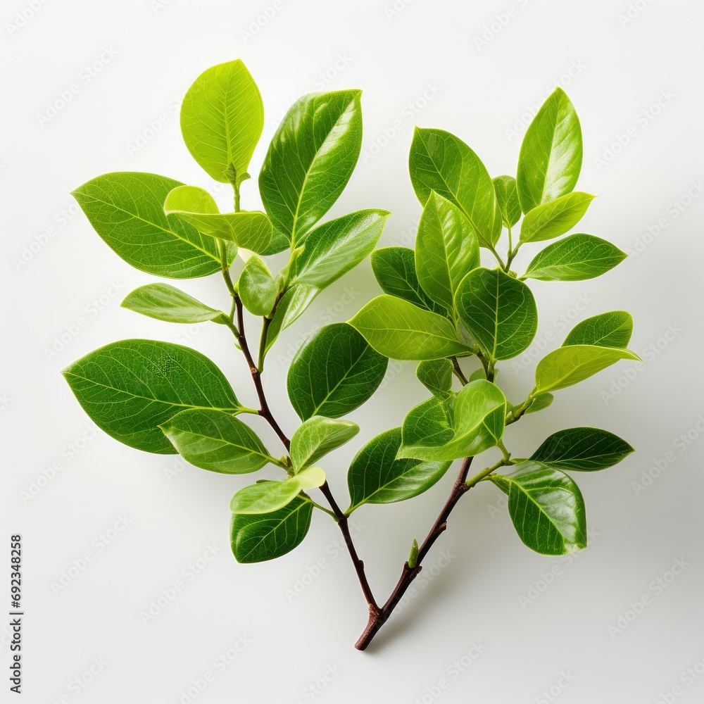 Fototapeta premium Green Leaves White Background, White Background, For Design And Printing