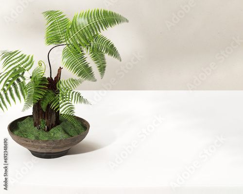 Green tropical fern tree in brown pot on white table counter in sunlight on beige wall. Luxury organic beauty  cosmetic  skincare  body care  jewelry  food  drink  product display background 3D