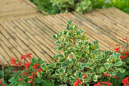 Leaves in the garden