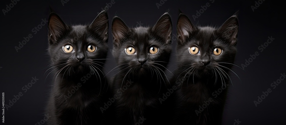 Three wary kittens, one black cat, observe. - obrazy, fototapety, plakaty 