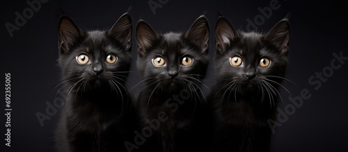 Three wary kittens, one black cat, observe. © TheWaterMeloonProjec