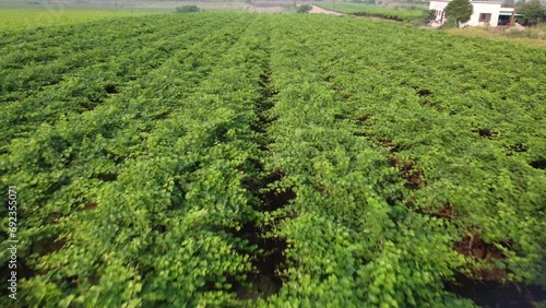 Drone flying over green rows of grape plants, Indian grape vineyard field photo