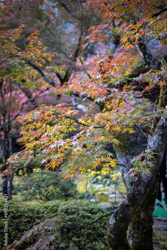初期の紅葉