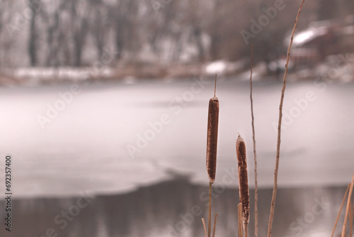 Dry common bulrush reeds in winter on white natural background  photo