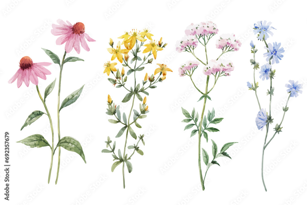 Fototapeta premium Beautiful vector set with hand drawn watercolor summer flowers. Stock clipart illustration.