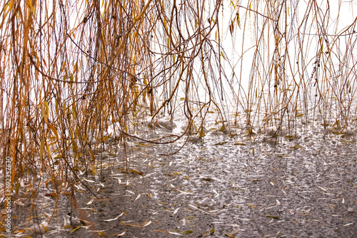 Willow branches without foliage hanging over river partially frozen water, with fallen leaves, abstract, natural background © Maria