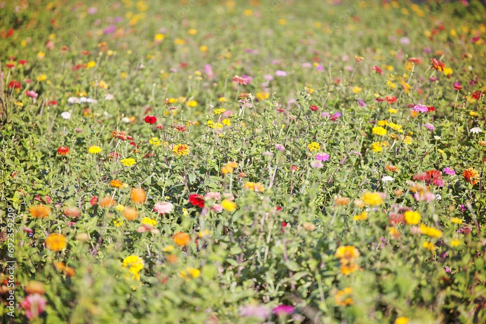 A Texas Field of Flowers waiting for customers to pick A Texas Field of Flowers waiting for customers to pick