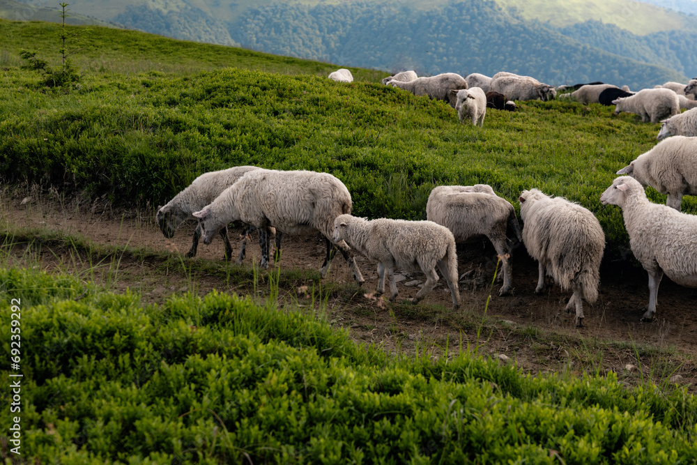A flock of sheep on the background of mountains and sky