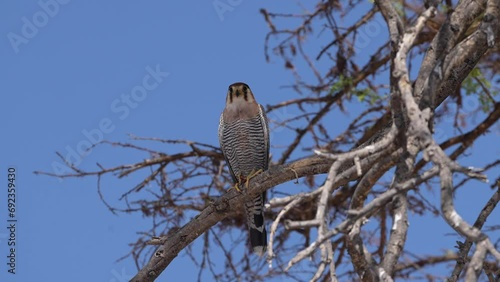 a Red-necked Falcon sits on a branch searching for prey photo