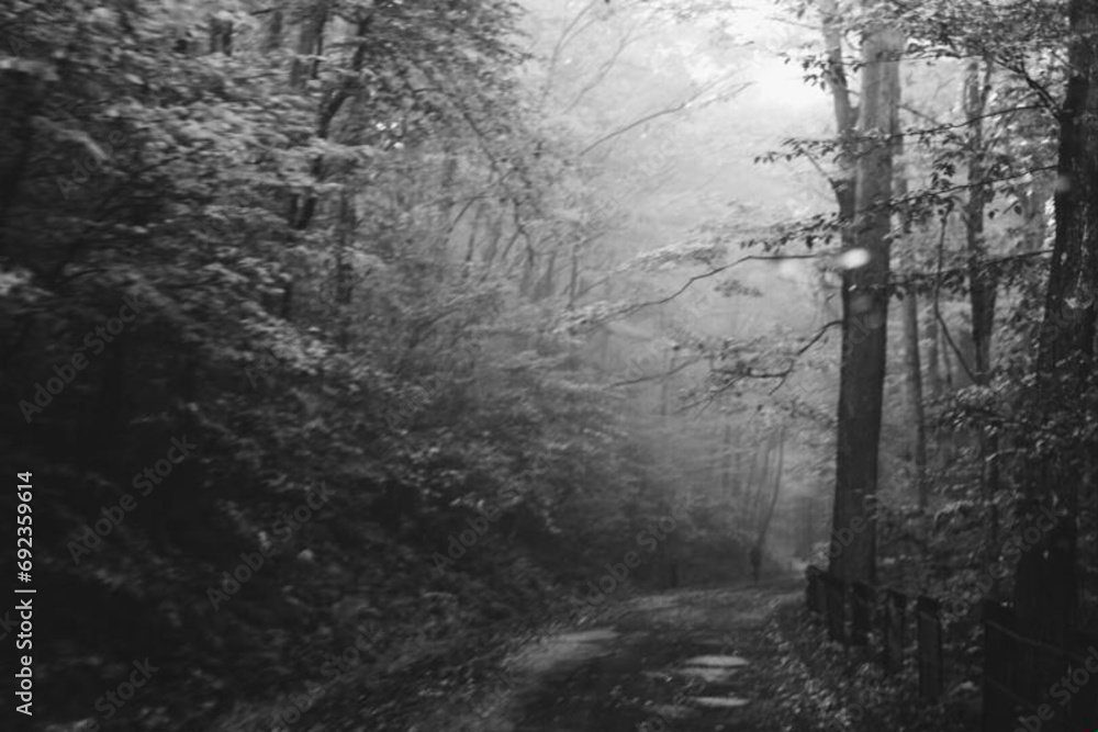 Naklejka premium Descending Into a Rainy Forest on and Autumn Afternoon