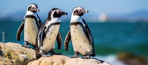 African penguins, also called jackass penguins, reside in the Boulders colony in Cape Town, South Africa. photo