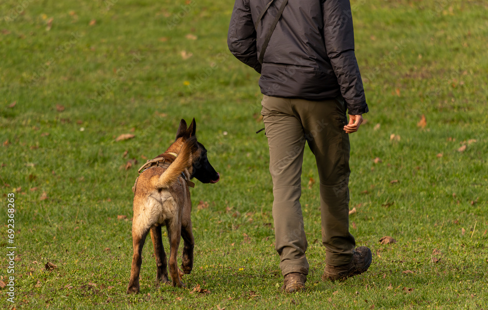  Jeune chien malinois en extérieur avec son maître, sous une lumière douce d'hiver