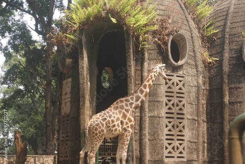 Photography giraffe in the zoo