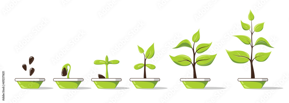 Phases plant growing in pot. Seedling gardening plant. Planting infographic. Seeds sprout in ground. Evolution concept. Sprout, plant, tree growing agriculture icons. Vector illustration in flat style - obrazy, fototapety, plakaty 