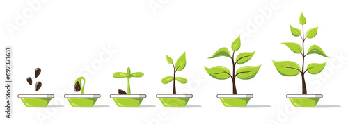 Phases plant growing in pot. Seedling gardening plant. Planting infographic. Seeds sprout in ground. Evolution concept. Sprout, plant, tree growing agriculture icons. Vector illustration in flat style photo