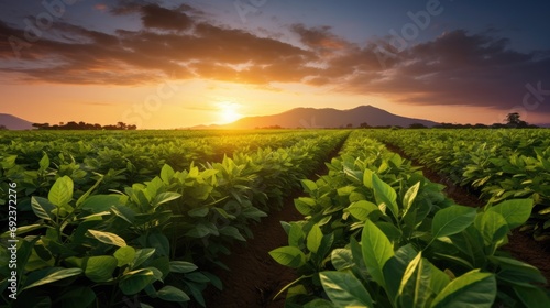 Agricultural soy plantation on field with sunset background