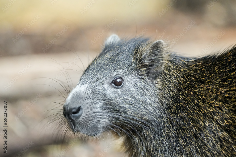 Portrait of a rodent. Animal in close-up.
Portrait of a rodent. Animal in close-up.