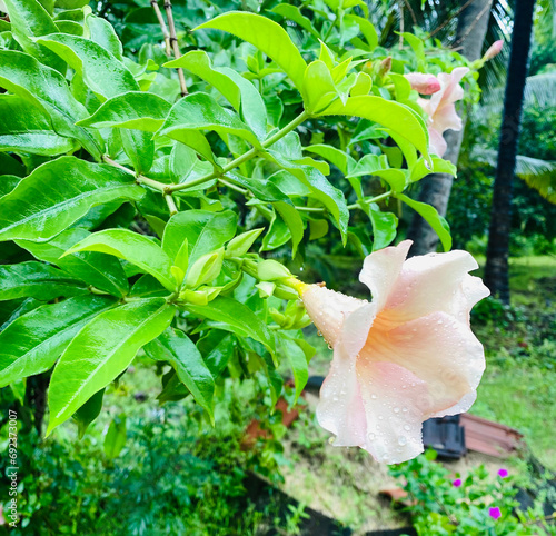 Nature's Beauty: A Flower's Moment with Water Drops and Leaves