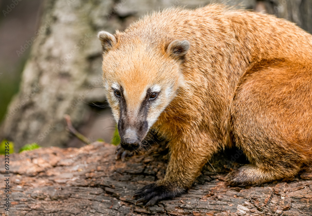 Portrait of a coati. Nasua. Animal close-up.
Portrait of a coati. Nasua. Animal close-up.