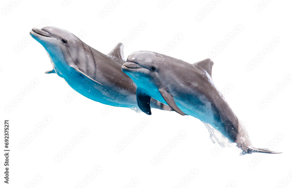 Two dolphins isolated on a white background