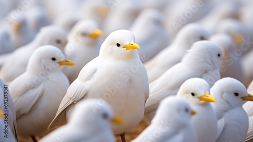 Standing Out from the Crowd, White Bird Standing Between Many other
