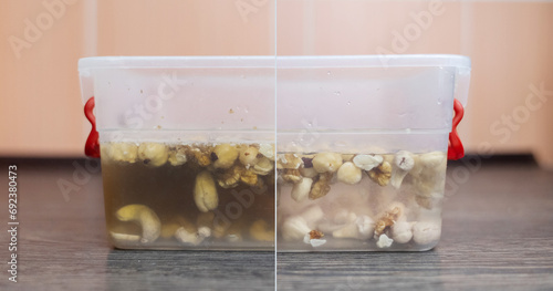 Soaking nuts. Girl shows dirty seeds. Chemical processing of food. Digestive problems are caused by intolerance peanuts, allergies cashews, hazelnuts. Allergic reaction phytic acid. Before and after photo