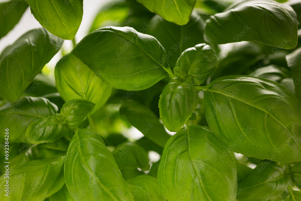 Juicy green basil leaves close up, macro, healthy food Juicy green basil leaves close up, macro, healthy food