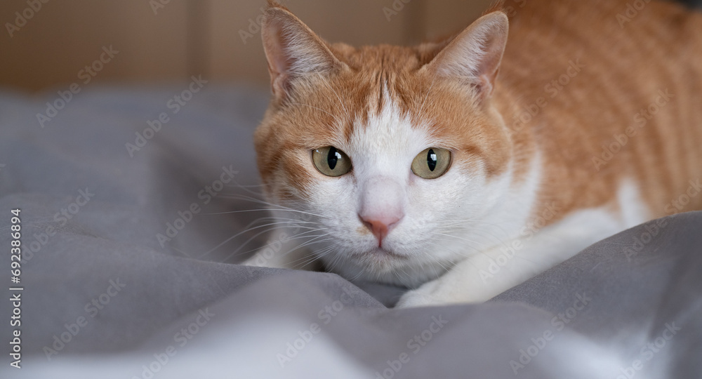 見つめる猫 茶トラ白 見つめる猫 茶トラ白