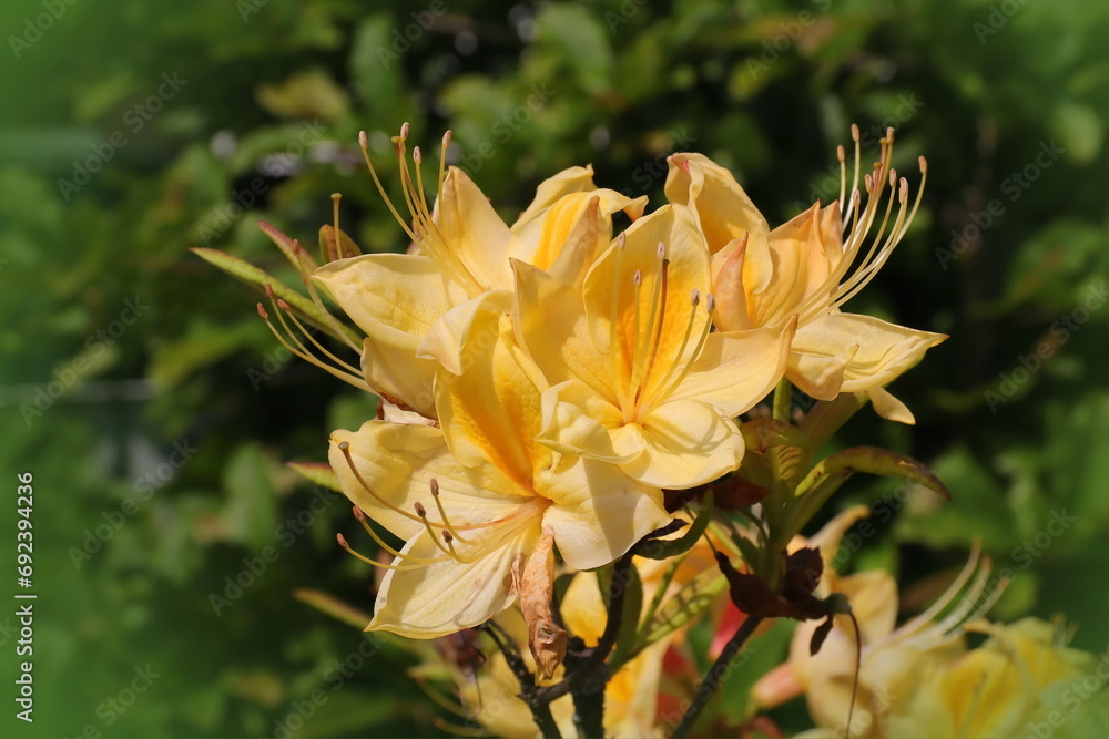 Fototapeta premium Gelbe Azalee, Rhododendron, 