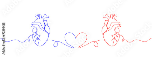 Human love heart one line colored continuous drawing. Human organ continuous colorful one line illustration. Vector minimalist linear illustration. photo