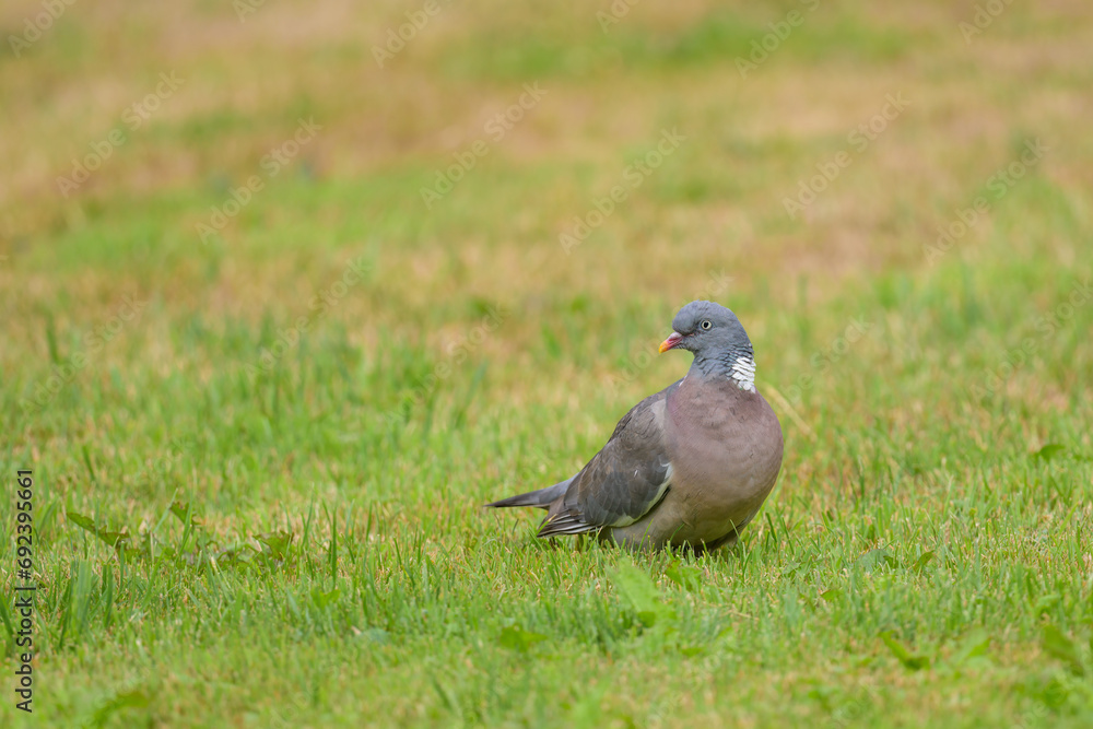 A Common wood pigeon sitting in the grass A Common wood pigeon sitting in the grass