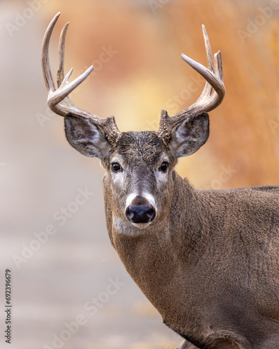 a brown buck with horns that have long antlers on it photo