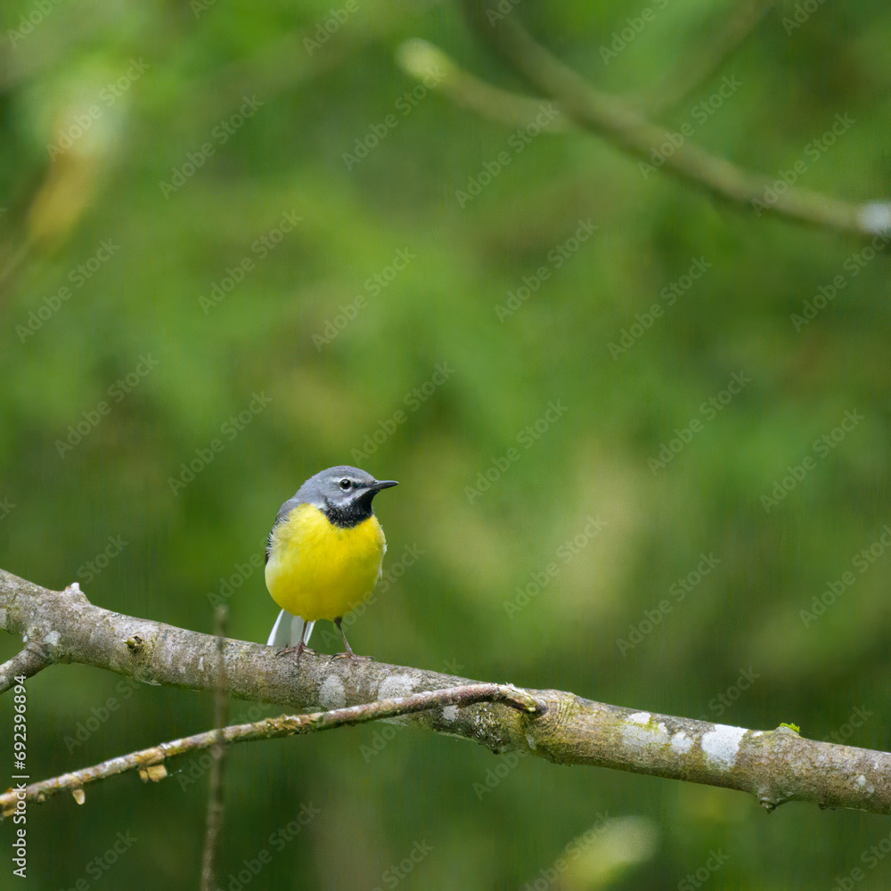 Obraz premium A Grey Wagtail sitting on a twig
