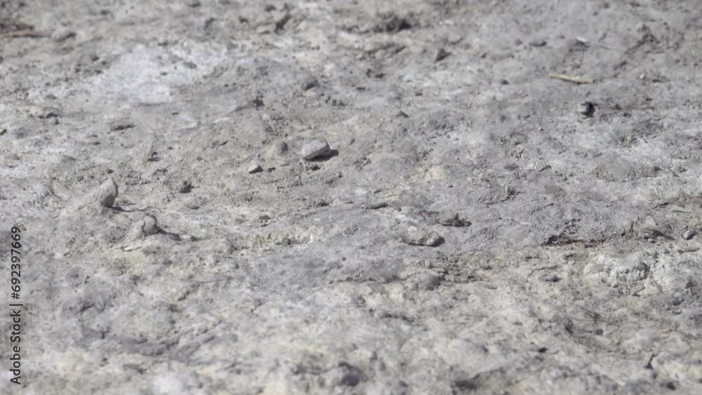 This is not concrete platform. Soil condition after cormorant nesting. Vegetation is scorched by nitrogen, phosphorus compounds after bird feces (digesting fish food). Guano as excellent fertilizer This is not concrete platform. Soil condition after cormorant nesting. Vegetation is scorched by nitrogen, phosphorus compounds after bird feces (digesting fish food). Guano as excellent fertilizer