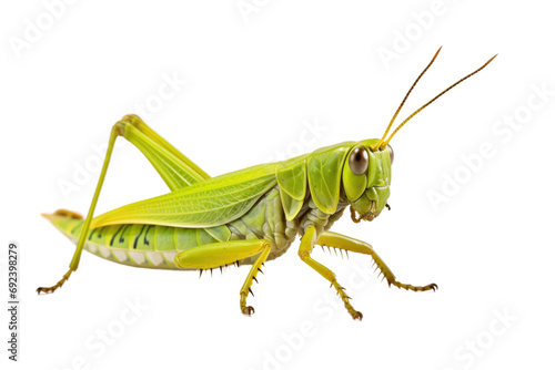 Meadow Acrobat: The Graceful World of Grasshoppers isolated on transparent background