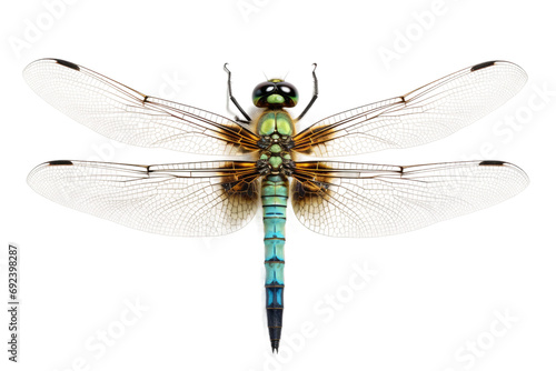 Ethereal Flutter: The Enchanting World of the Dragonfly isolated on transparent background