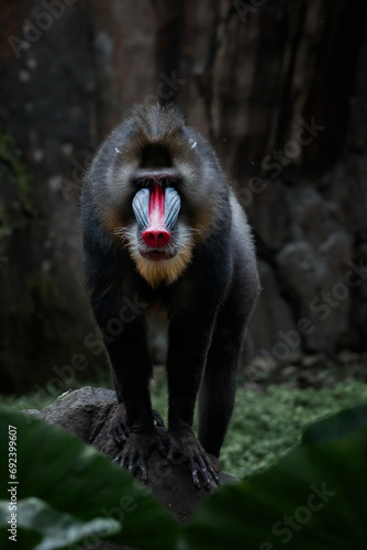 Portrait of a Mandrill (Mandrillus sphinx) standing on a rock in the jungle, Indonesia photo
