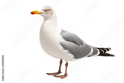 Shoreline Symphony: Seagulls' Vocalizations in Coastal Harmony isolated on transparent background