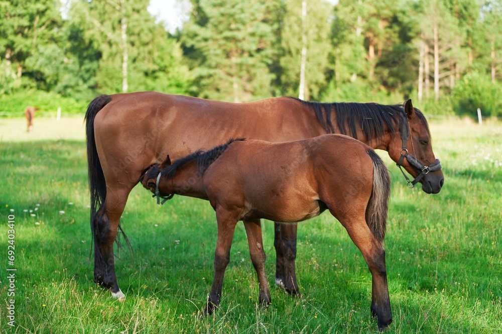 The foal drinks milk from the Mare. Horse farm. Big and small horses. Breastfeeding and care of young foal. The foal drinks milk from the Mare. Horse farm. Big and small horses. Breastfeeding and care of young foal.