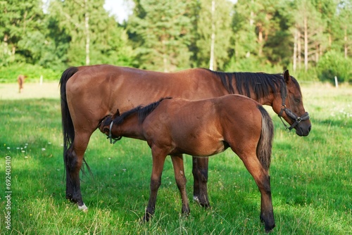 The foal drinks milk from the Mare. Horse farm. Big and small horses. Breastfeeding and care of young foal.