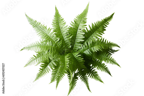 Fern leaf isolated on transparent background